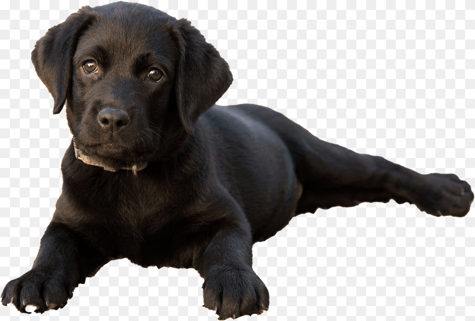 Labrador Retriever Puppy Clipart Labrador V 2 Mesyaca, Animal, Canine, Dog, Labrador Retriever Free Png