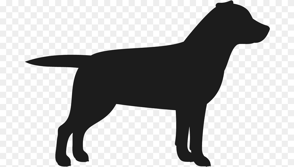 Labrador Retriever Puppy Dog Breed Golden Retriever Black Labrador Transparent Background, Silhouette, Animal, Canine, Labrador Retriever Free Png Download