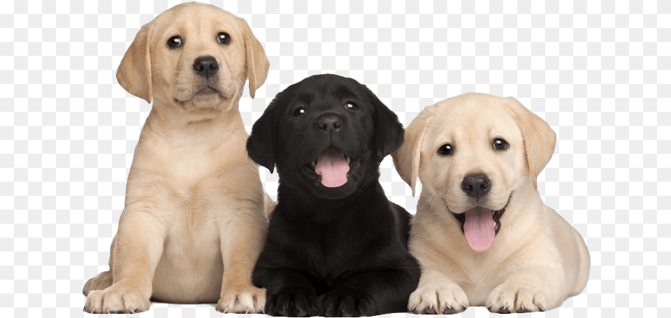 Labrador Retriever Puppy Image Puppy Lab Dog, Animal, Canine, Labrador Retriever, Mammal Free Png