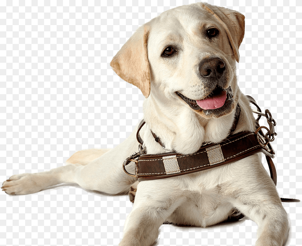 Labrador Retriever Puppy Guide Dog Companion Dog Dog Seeing Eye Dog Transparent, Animal, Canine, Mammal, Pet Png