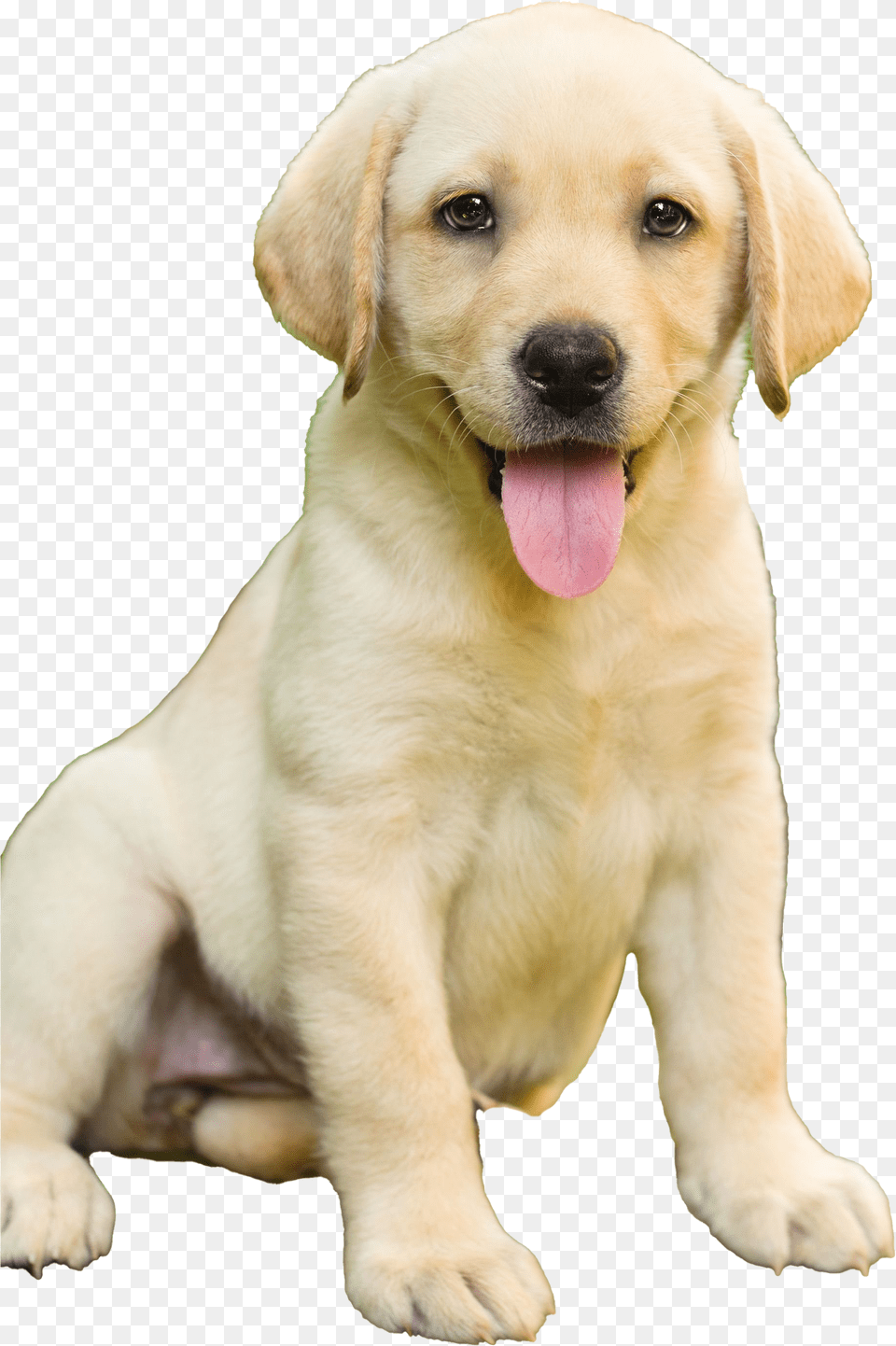 Labrador Retriever Puppy Transparent Labrador Dog Price In Thrissur, Animal, Canine, Mammal, Pet Free Png