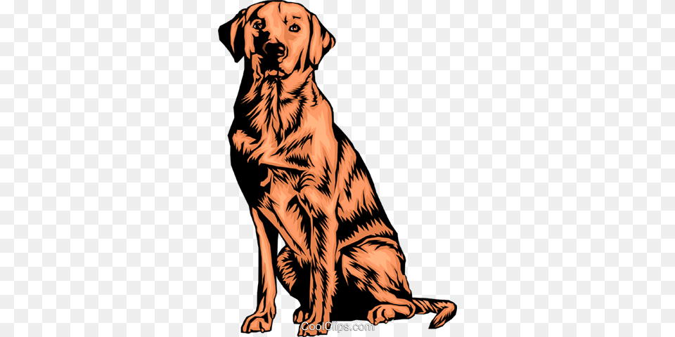 Labrador Retriever Royalty Vector Clip Art Illustration, Animal, Mammal, Tiger, Wildlife Png
