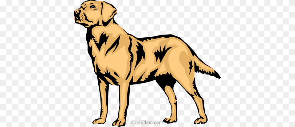 Labrador Retriever Royalty Vector Clip Art Illustration, Animal, Canine, Mammal, Dog Free Png Download