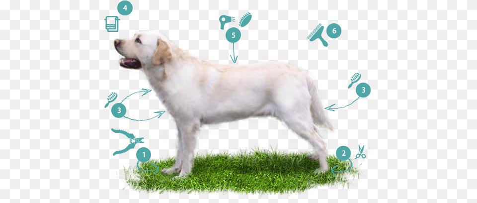 Labrador Retriever Slovak Cuvac, Animal, Canine, Dog, Labrador Retriever Free Transparent Png
