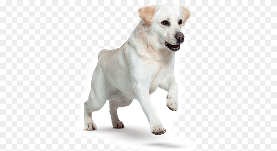 Labrador Retrievers Are Good Natured Active And Affectionate Veterinary Physician, Animal, Canine, Dog, Labrador Retriever Free Png Download