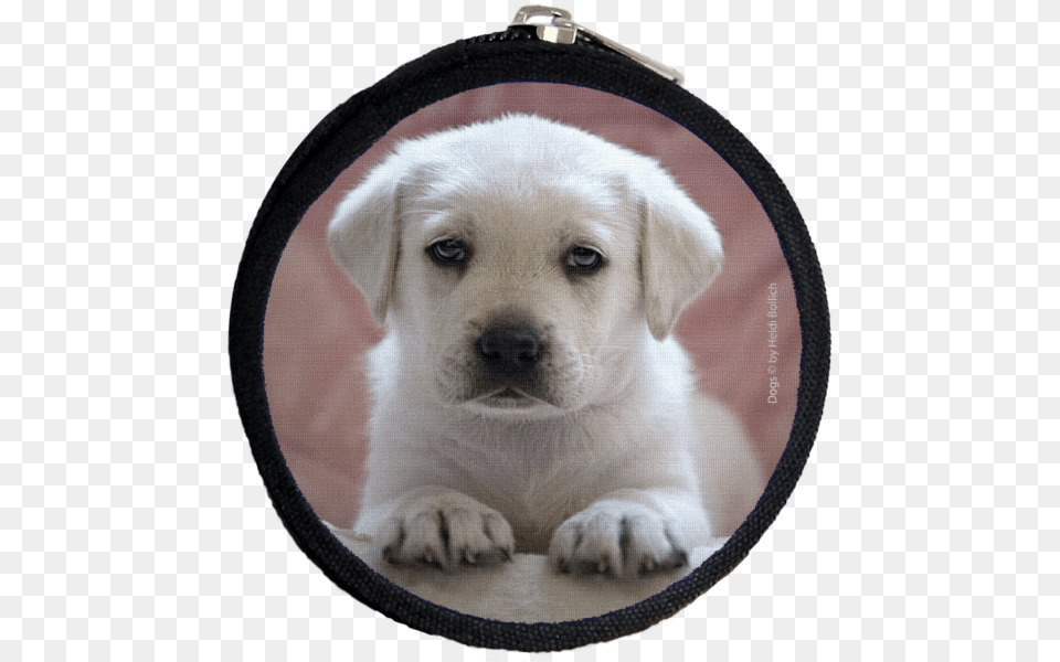 Labrador Rosa Purse Xs Labrador Retriever, Animal, Canine, Dog, Mammal Png