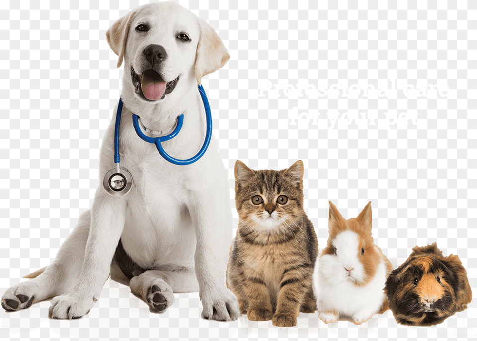 Labrador Sitting Pet Veterinarian Pets Puppy Retriever Dog Cat Guinea Pig, Animal, Mammal, Canine, Doctor Png Image