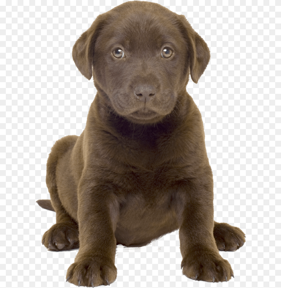 Labrador Transparent Chocolate Lab Puppy, Animal, Canine, Dog, Labrador Retriever Png Image