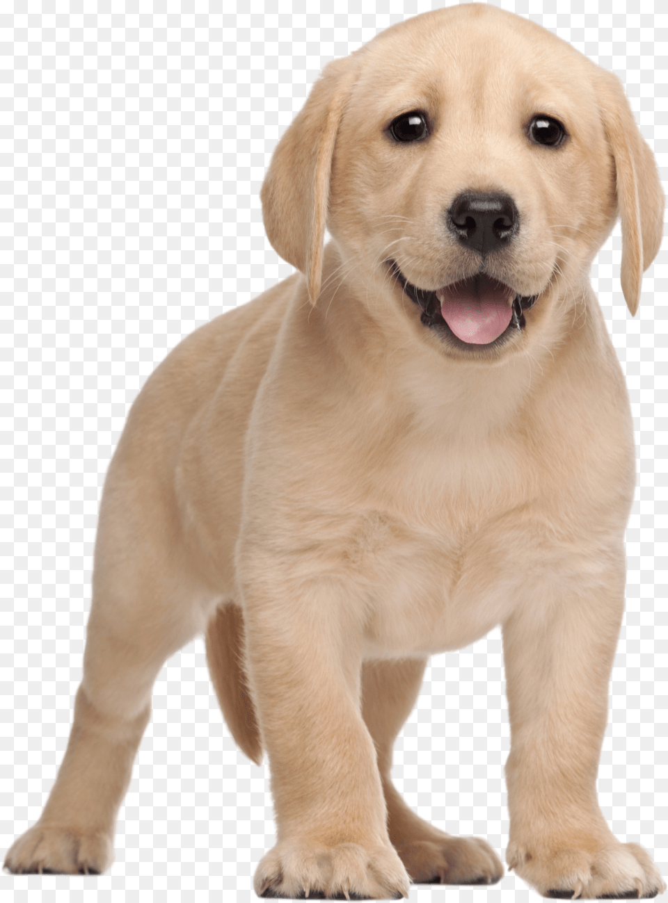 Labrador Yorkshire Terrier Clip Labrador Puppy, Animal, Canine, Dog, Mammal Free Transparent Png