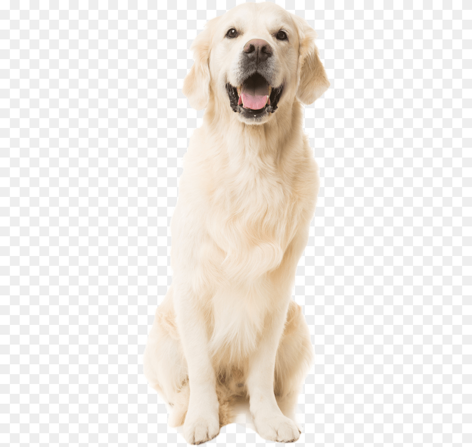Labs Dog, Animal, Canine, Mammal, Pet Free Transparent Png