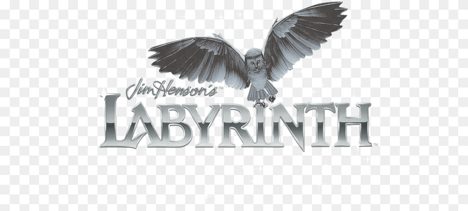 Labyrinth Owl Logo Tshirt Accipitridae, Animal, Bird, Flying Free Png Download
