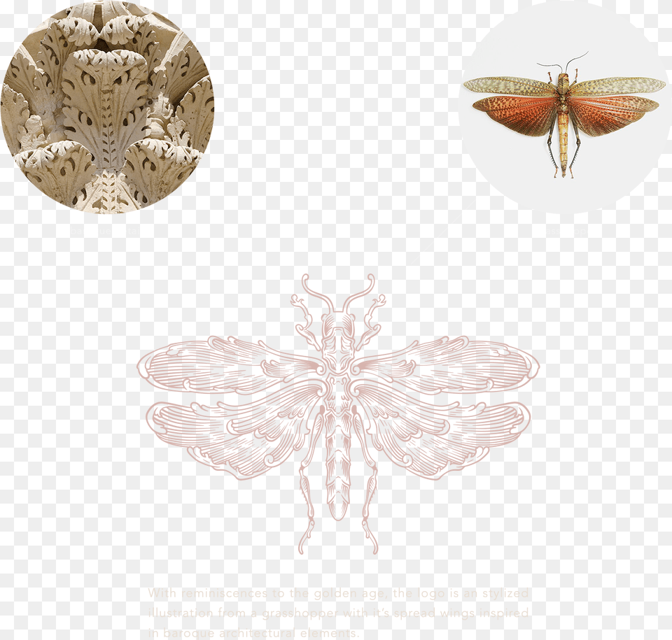 Lace Doily, Animal, Insect, Invertebrate, Spider Free Png