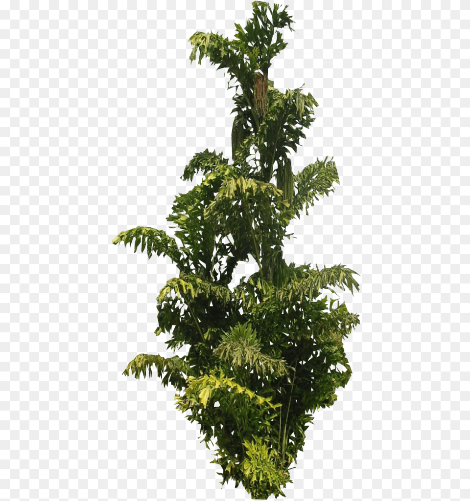 Lace Leaf Palm Tree By Lilipilyspirit D4zgidf Zps0b3d7bc8 Fern, Green, Plant, Potted Plant, Vegetation Png Image