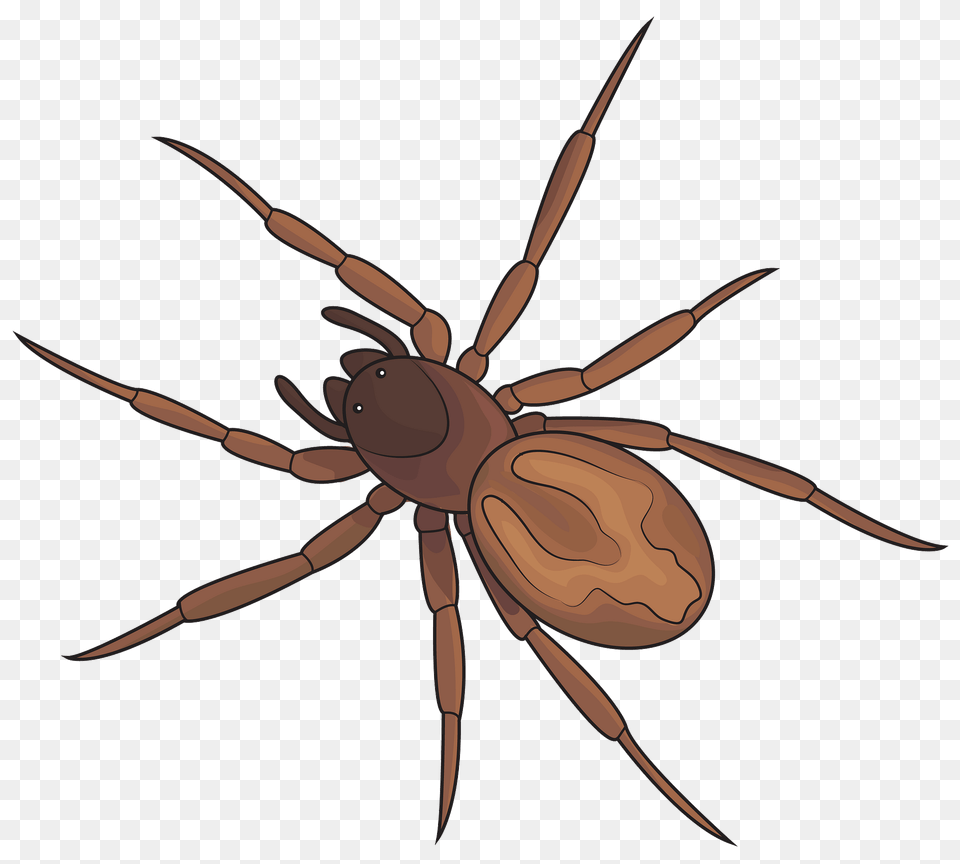 Lace Webbed Spider Clipart, Animal, Invertebrate, Tick Png