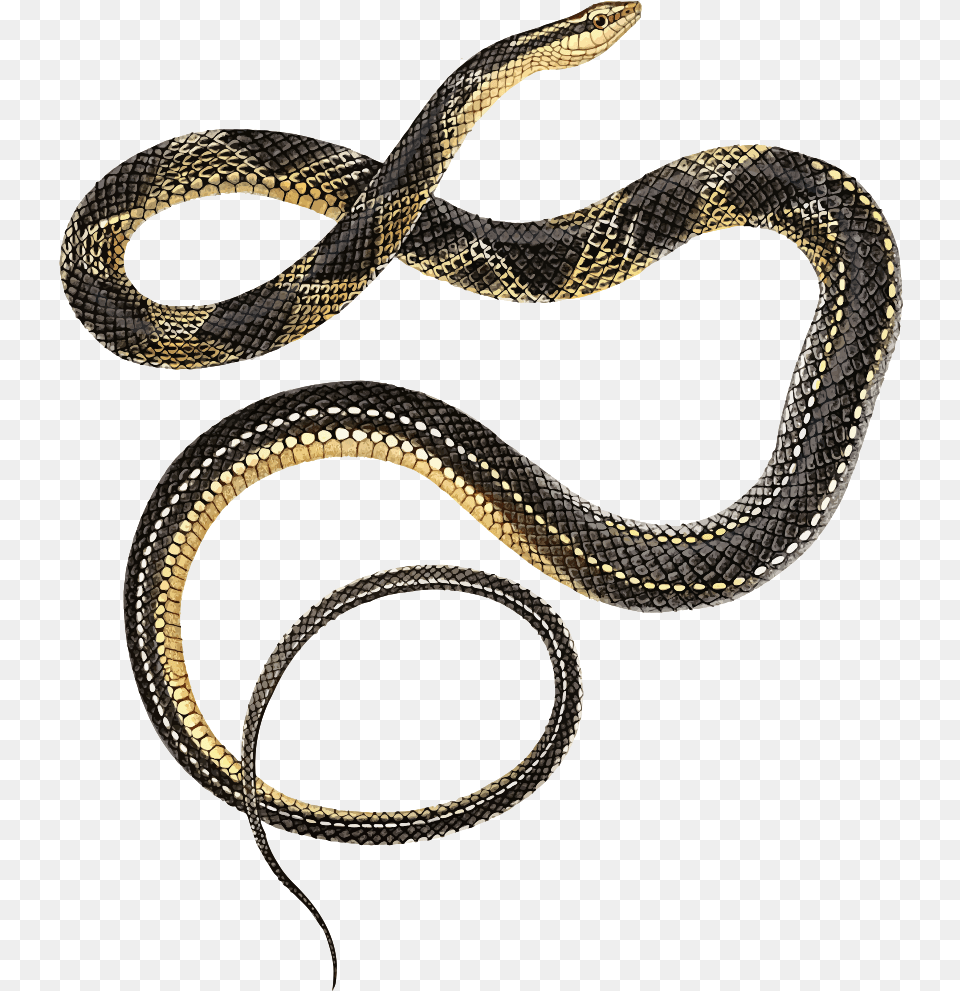 Lacpde S Ground Snake Clip Art, Animal, Reptile, King Snake Png