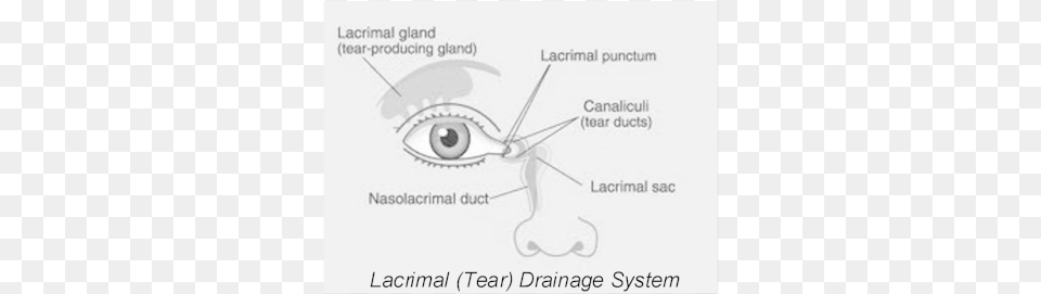 Lacrimal Drainage System Diagram 2 Resized Anatomy Of Eye Duct, Chart, Plan, Plot Free Transparent Png