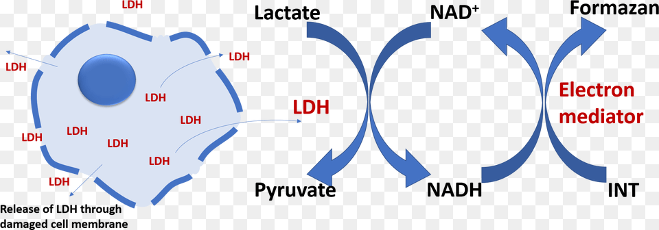 Lactate Dehydrogenase Ldh Cytotoxicity Assay, Ct Scan, Nature, Night, Outdoors Free Png Download