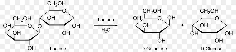 Lactose Hydrolysis Clipart, Symbol, Recycling Symbol Free Png