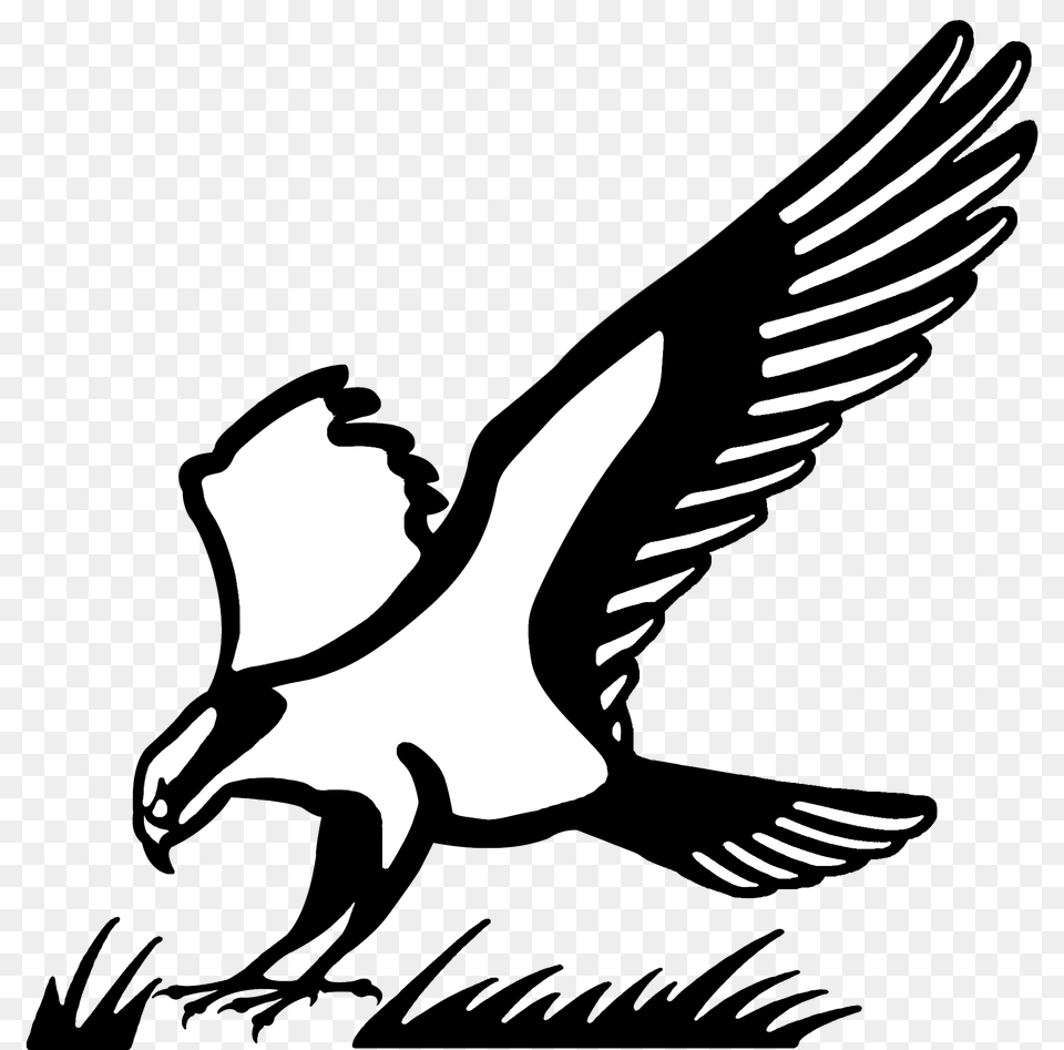 Ladies High Tee, Animal, Bird, Flying, Vulture Png Image