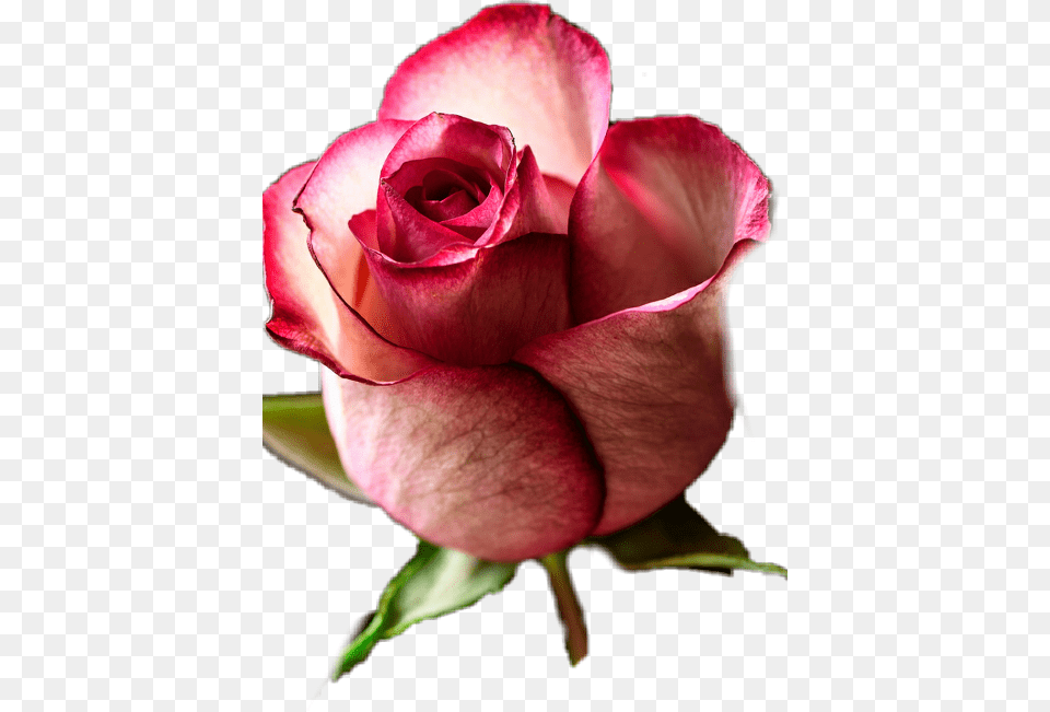 Ladne Tapety Na Telefon Ra Rose Bud, Flower, Plant, Petal Free Transparent Png