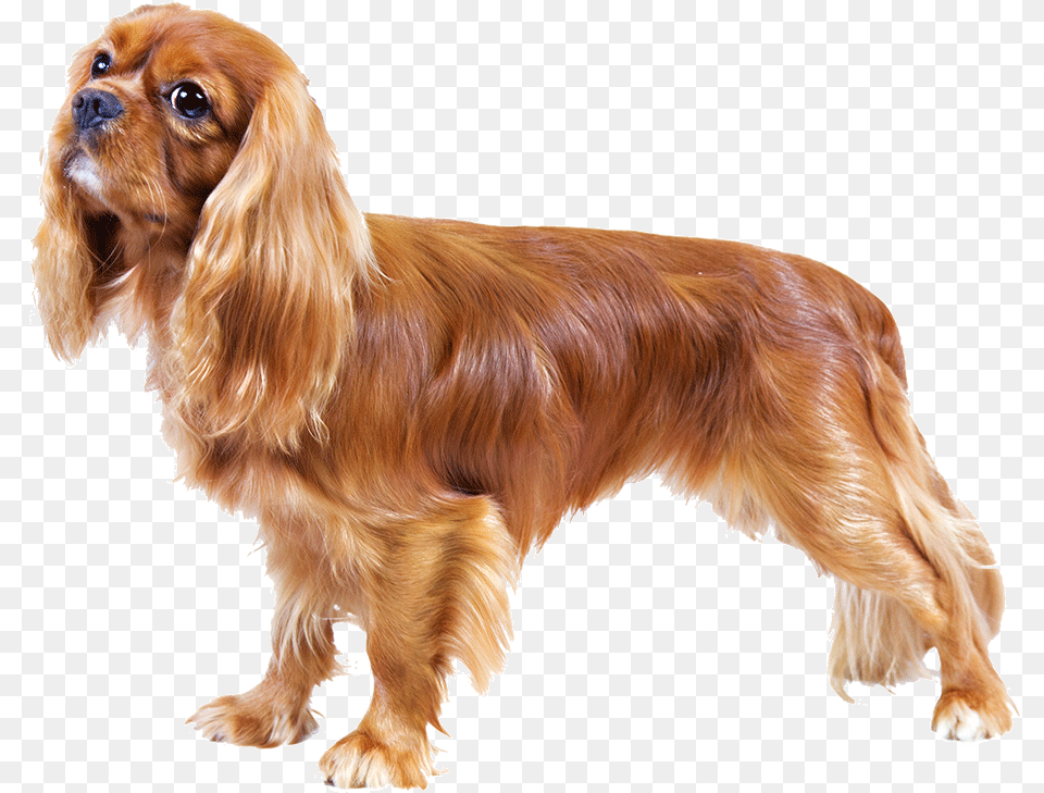 Lady And The Tramp, Animal, Canine, Cocker Spaniel, Dog Png