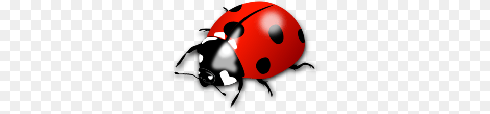Lady Beetle Clipart, Astronomy, Moon, Nature, Night Free Png