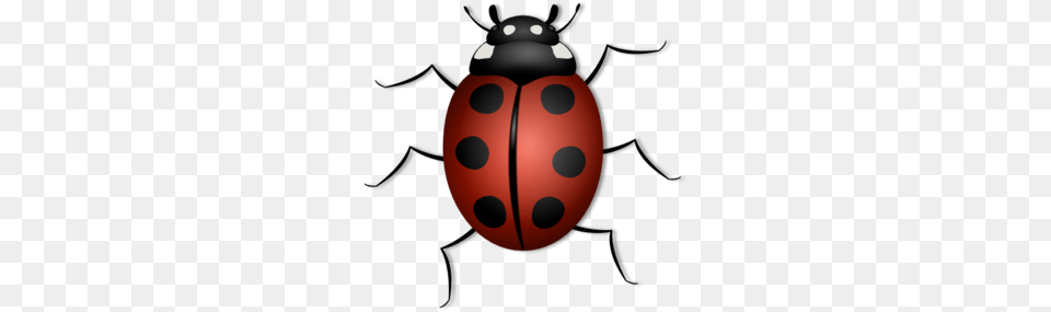 Lady Bug Clip Art, Animal Free Png