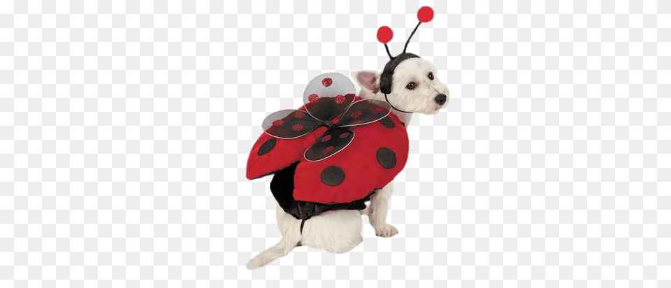 Lady Bug Costume For Dogs, Animal, Canine, Dog, Mammal Free Transparent Png
