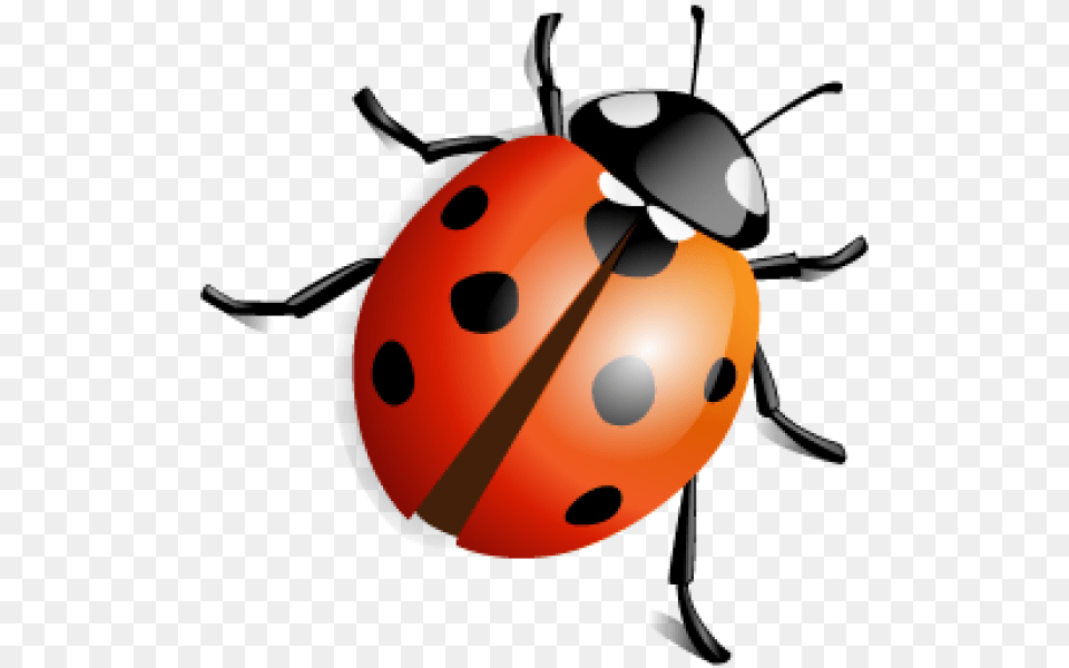 Lady Bug Download, Animal, Person Free Png