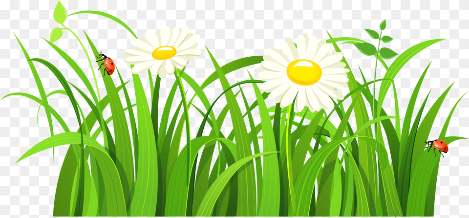 Lady Bugs Clipart Green Grass Vector, Daisy, Flower, Plant, Petal Free Png