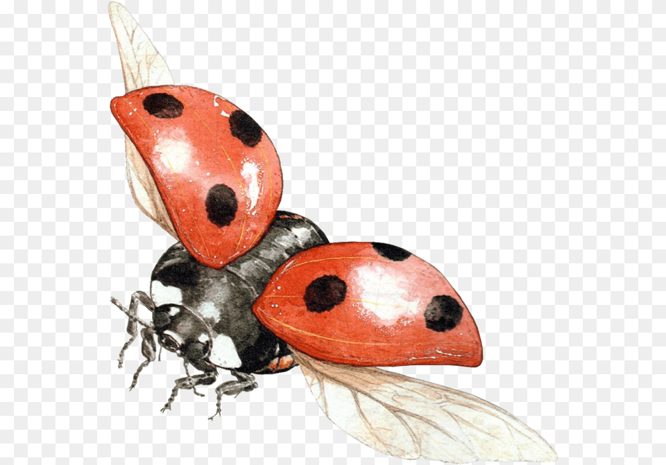 Lady Bugs Flying Ladybug Background, Animal, Insect, Invertebrate, Bee Png