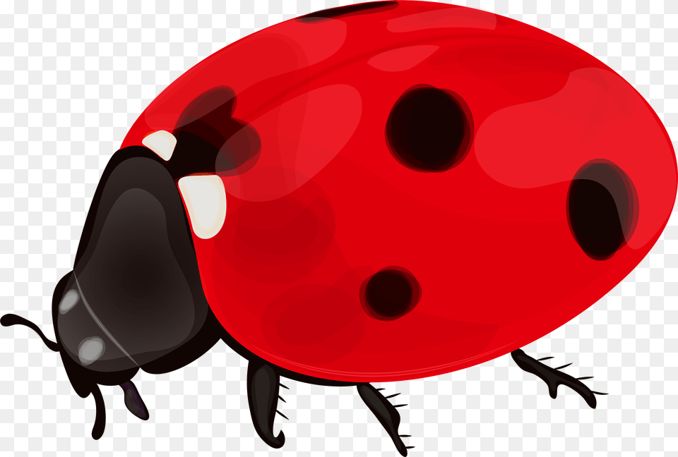 Lady Bugs Portable Network Graphics, Animal Free Png