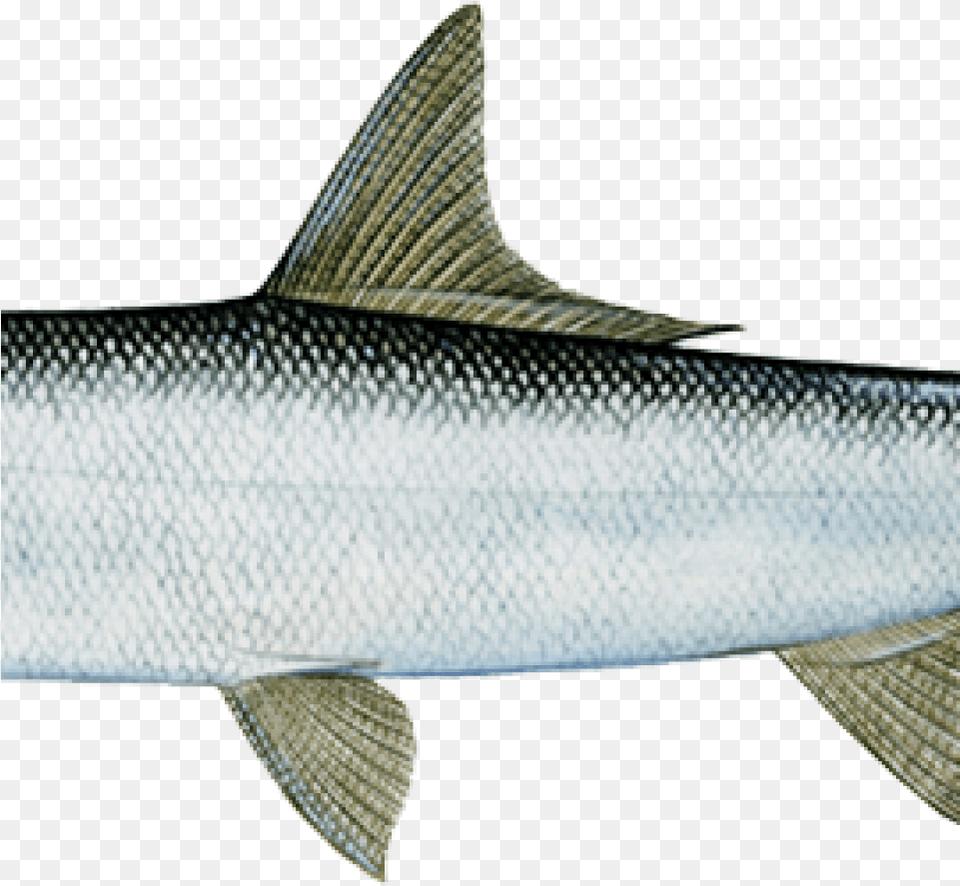 Lady Fish, Animal, Sea Life, Mullet Fish, Food Png Image