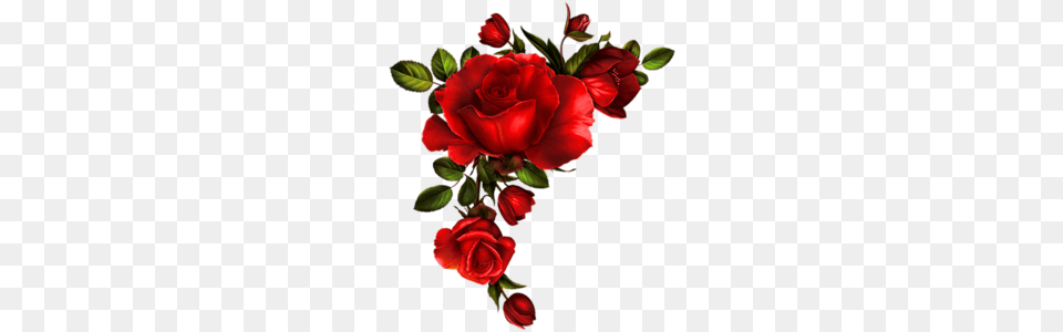 Lady In Black Art Rose Black Tattoo, Flower, Flower Arrangement, Flower Bouquet, Plant Free Transparent Png