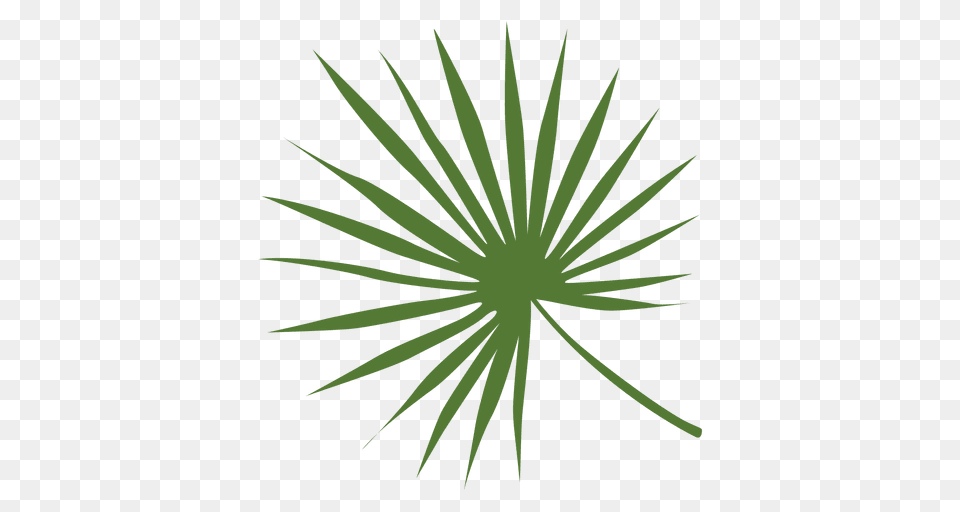 Lady Palm Leaf Illustration, Green, Plant, Pattern, Water Free Png Download