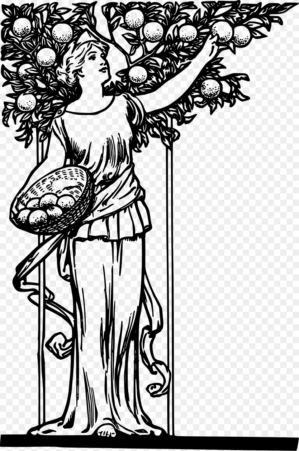 Lady Picking Oranges Clip Arts Drawings On Good Tree Bears Good Fruit, Gray Free Transparent Png