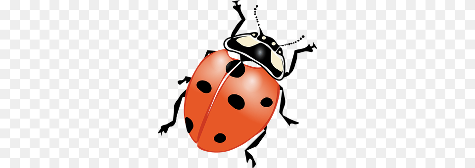 Ladybeetle Animal Png Image