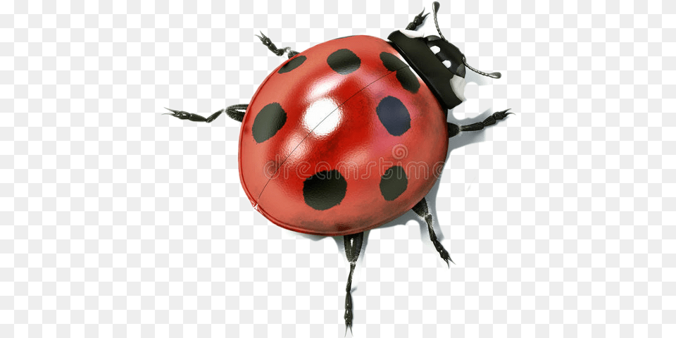 Ladybird Beetle, Animal Free Png Download