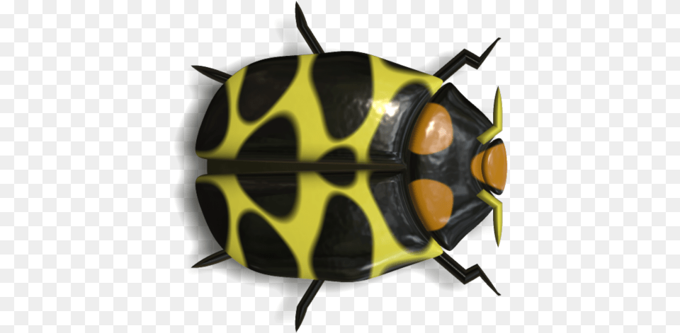 Ladybird Beetle, Animal, Bee, Insect, Invertebrate Free Png Download