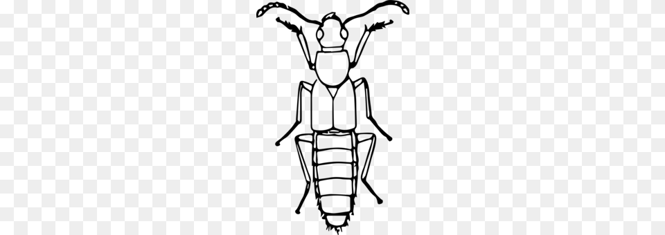 Ladybird Beetle Boll Weevil Drawing, Gray Free Png