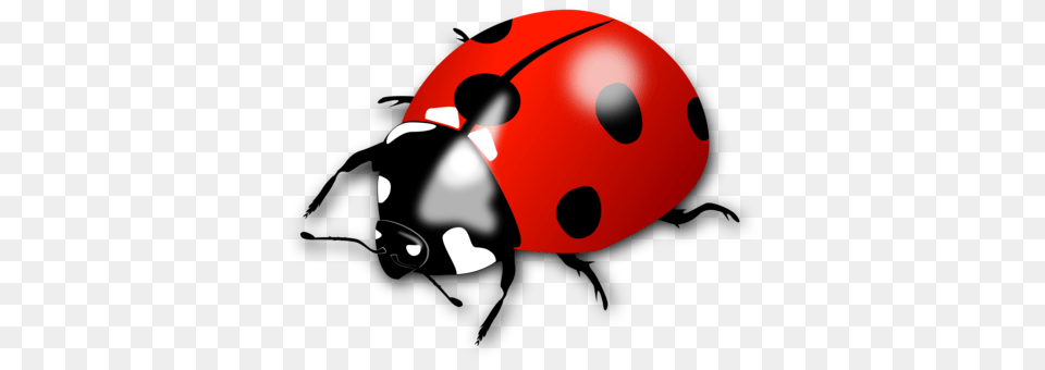 Ladybird Beetle Boll Weevil Drawing, Astronomy, Moon, Nature, Night Png