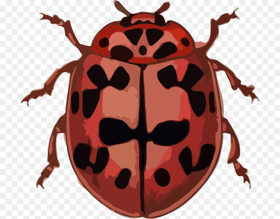 Ladybird Beetle Computer Icons Polyphaga Bothrideridae Ladybug, Person, Animal Png