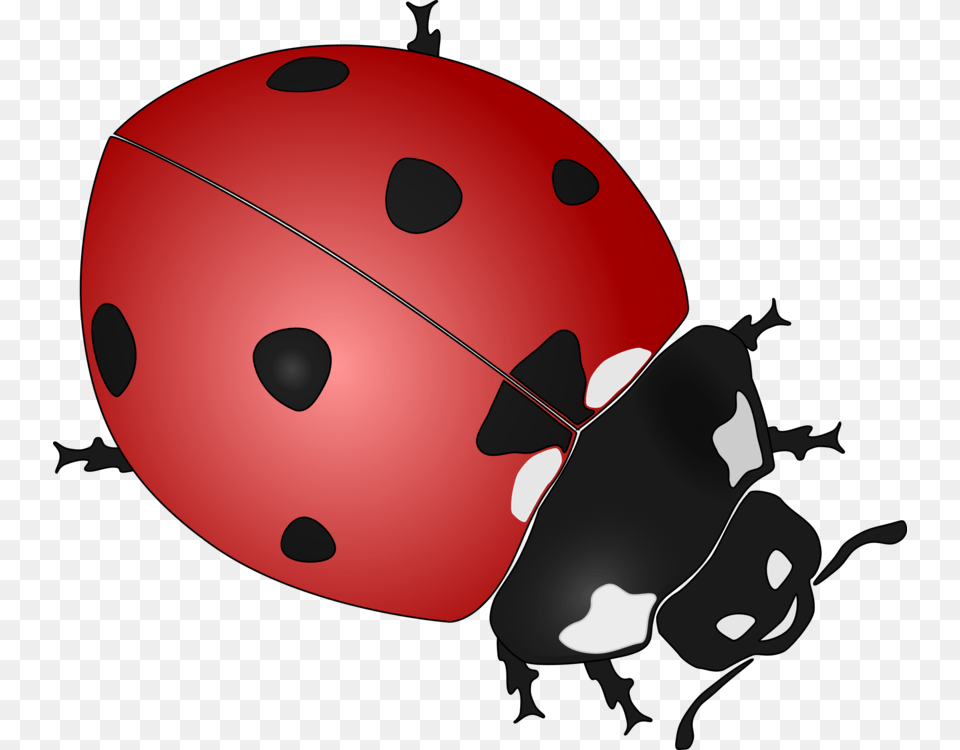 Ladybird Beetle Drawing, Animal Free Png Download