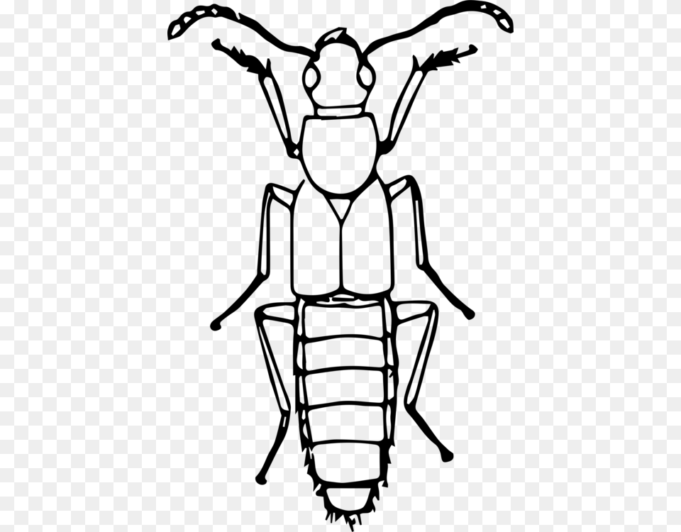 Ladybird Beetle Drawing Line Art True Bugs, Gray Free Png