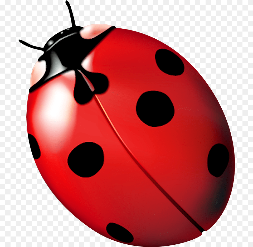 Ladybird Beetle Ladybug Ladybug Fly Away Home Joaninha Free Png Download