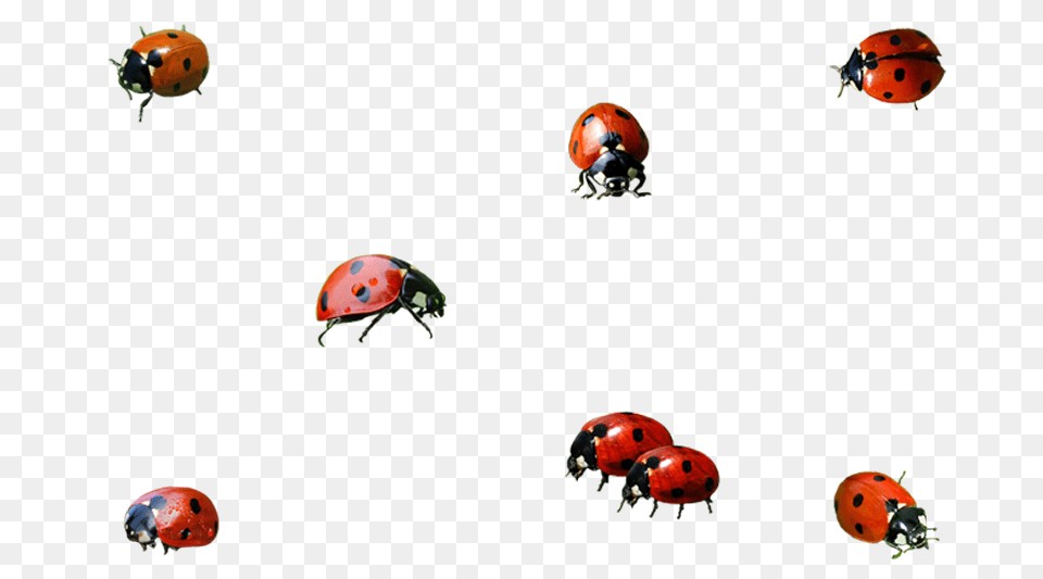 Ladybird Beetle Transparent Images Pictures Photos Arts, Animal, Insect, Invertebrate Free Png