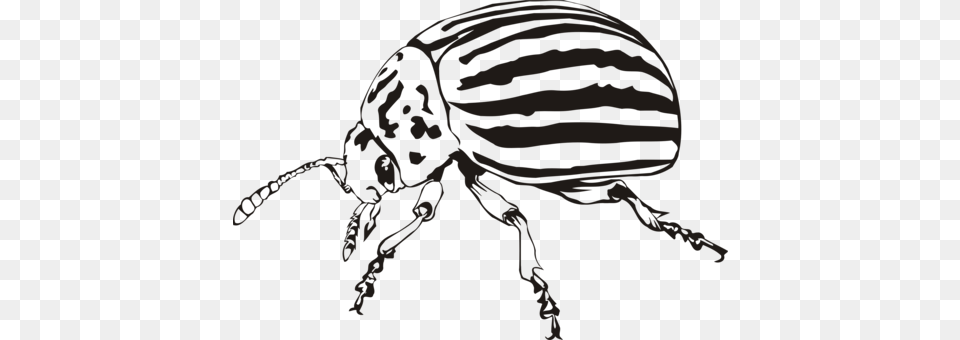Ladybird Beetle Weevil Scarabs Colorado Potato Beetle Free, Animal, Person, Dung Beetle, Insect Png Image