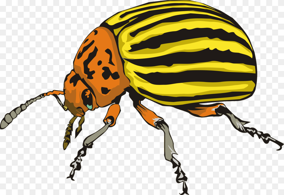 Ladybird Beetle Weevil Scarabs Colorado Potato Beetle Animal, Person, Dung Beetle, Insect Free Transparent Png