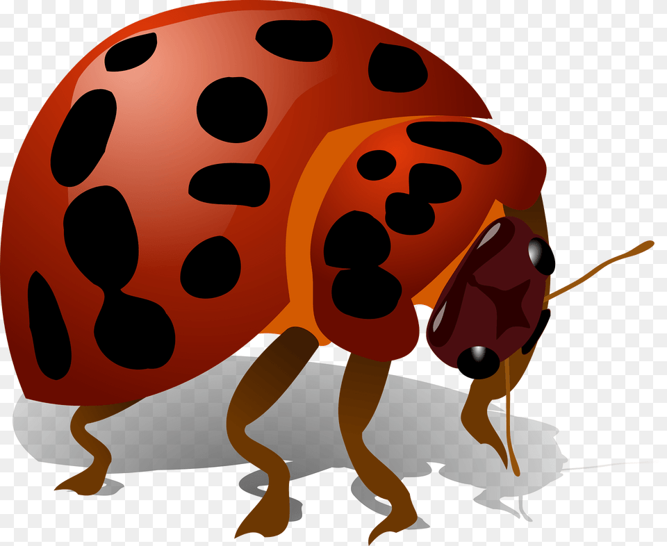 Ladybird Clipart, Animal, Bear, Mammal, Wildlife Png Image