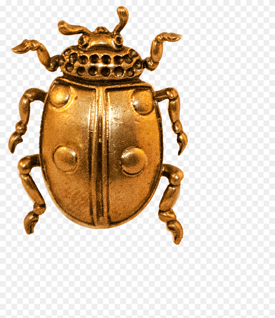 Ladybird Door And Cabinet Knob By Brass Brothers In Ten Lined June Beetle, Animal, Insect, Invertebrate, Dung Beetle Free Png Download